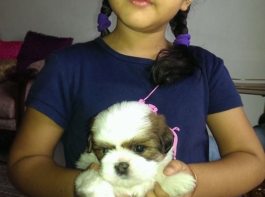 Cavachon dogs puppies for sale india