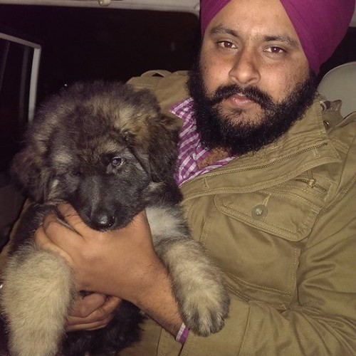 triple coat german shepherd dogs puppies for sale india