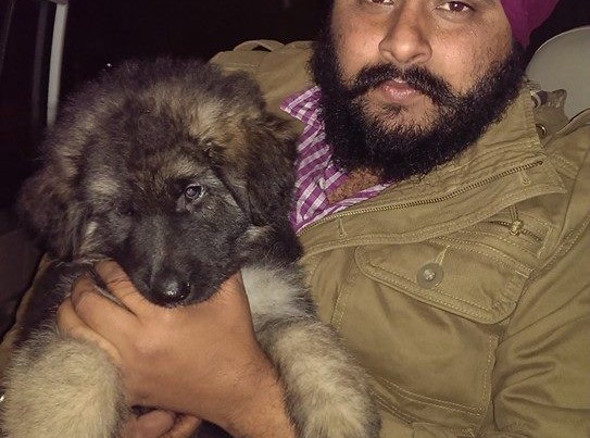 triple coat german shepherd dogs puppies for sale india