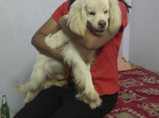 cockapoo puppies for sale in india