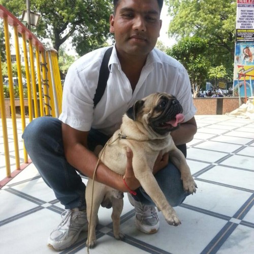 pug puppies for sale in delhi