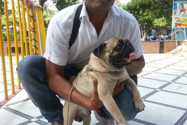 pug puppies for sale in delhi
