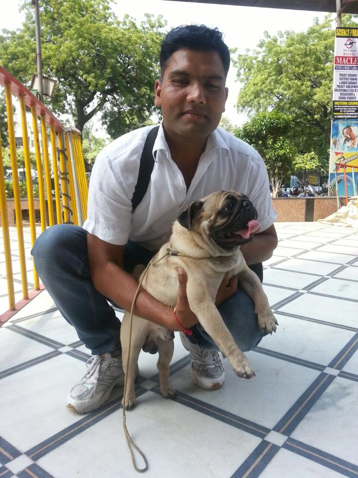pug puppies for sale in delhi