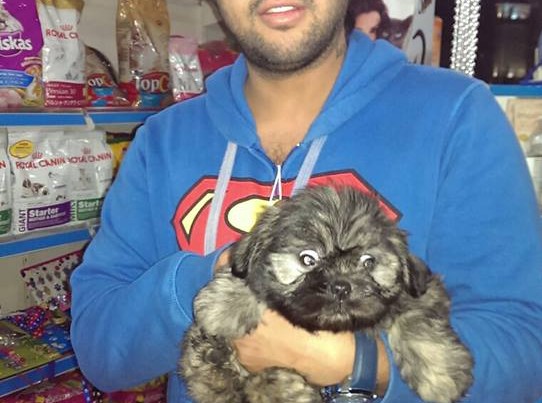 lhasa apso dogs puppies for sale delhi