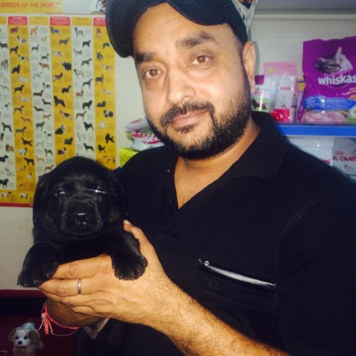 black labrador dogs puppies for sale