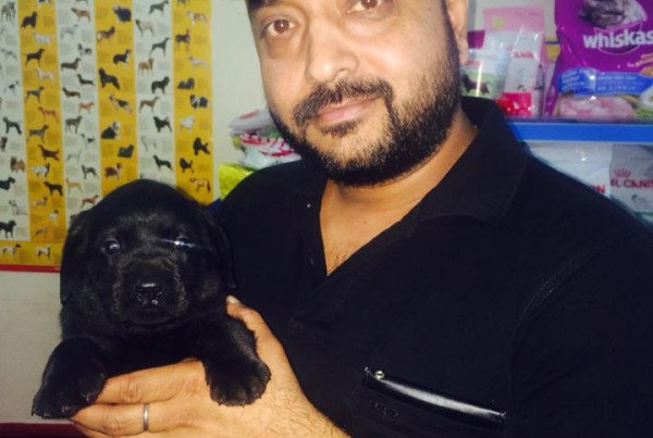 black labrador dogs puppies for sale