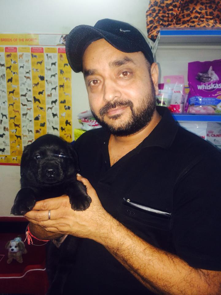 black labrador dogs puppies for sale