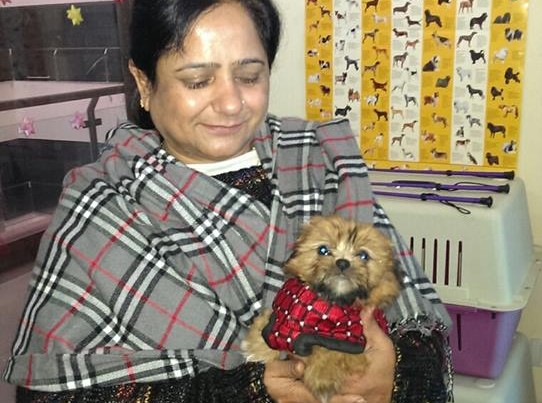 lhasa apso Puppies for Sale