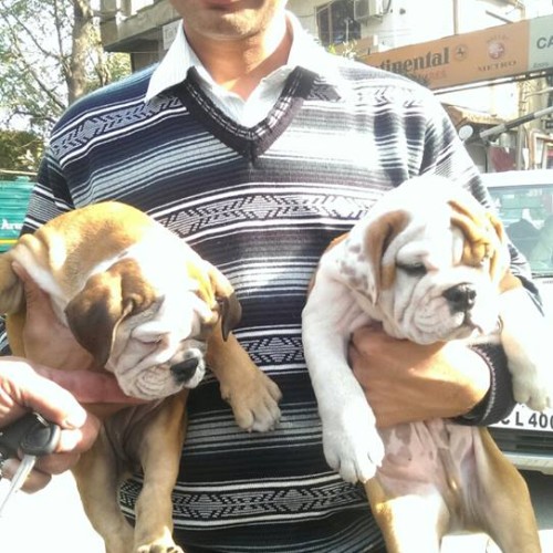 British Bulldog for sale in faridabad