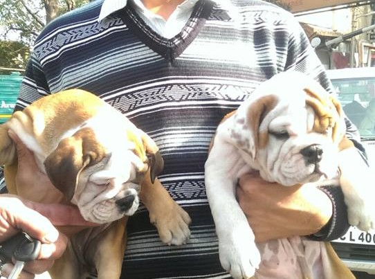 British Bulldog for sale in faridabad