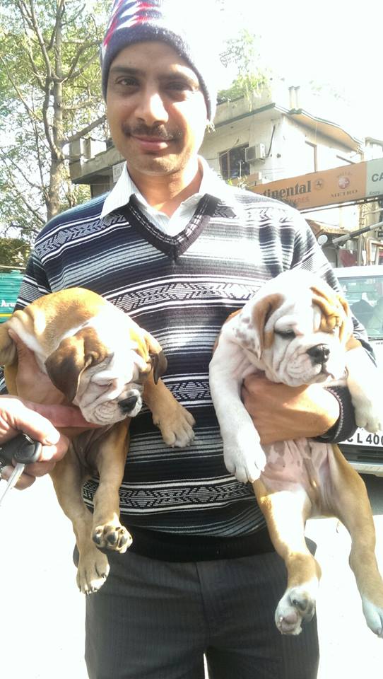 British Bulldog for sale in faridabad