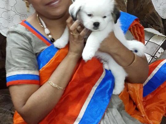 Havanese for sale in faridabad