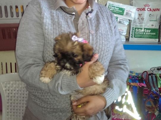 brown shih tzu for sale