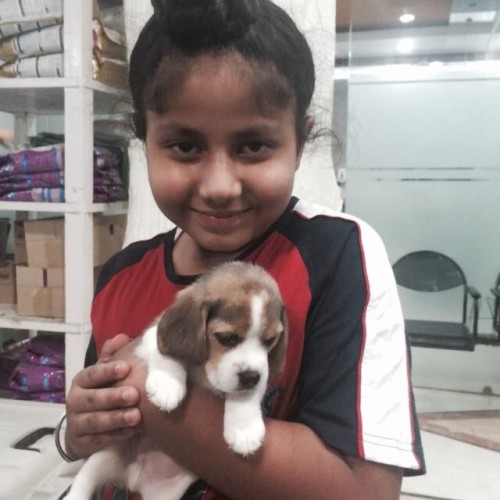 beagle puppies for sale in ahmedabad