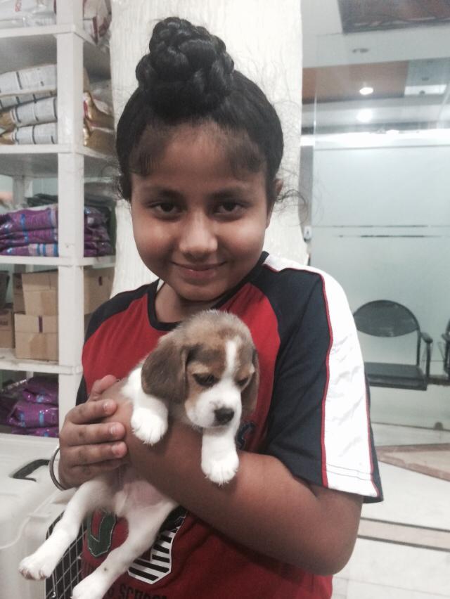 beagle puppies for sale in ahmedabad