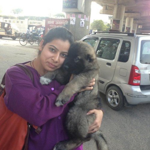 caucasian shepherd puppies for sale in delhi