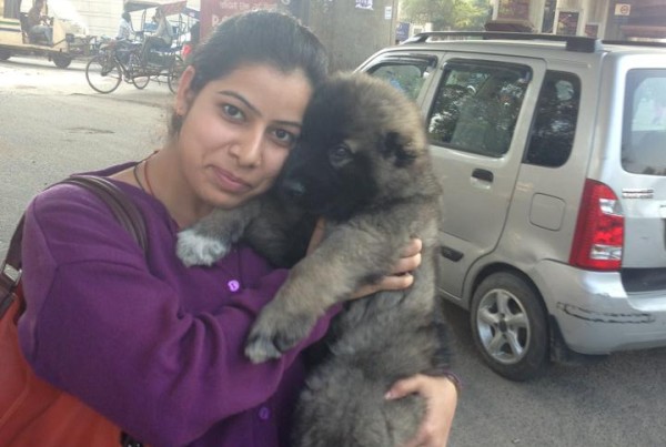 caucasian shepherd puppies for sale in delhi