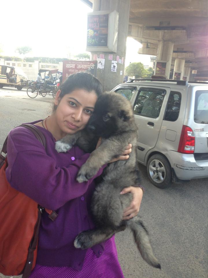 caucasian shepherd puppies for sale in delhi