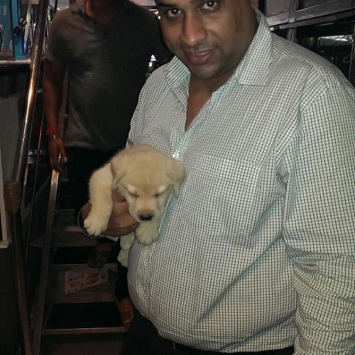 labrador puppies for sale in gurgaon