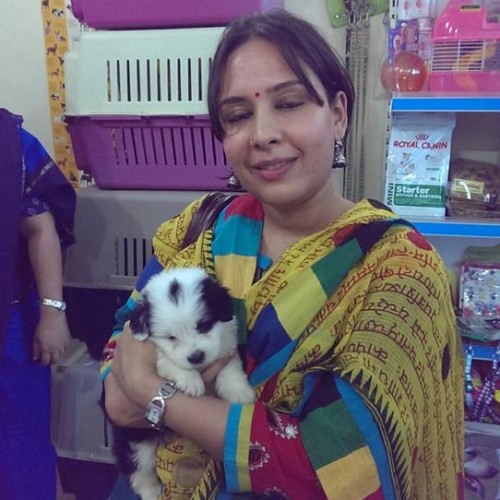Havanese Puppies For Sale In Gurgaon