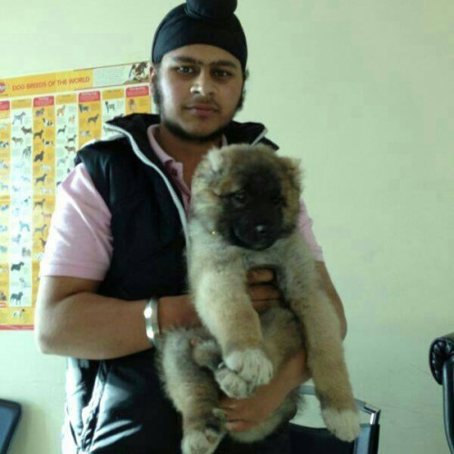 caucasian shepherd puppies for sale in gurgaon