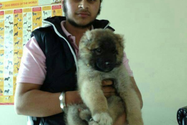 caucasian shepherd puppies for sale in gurgaon