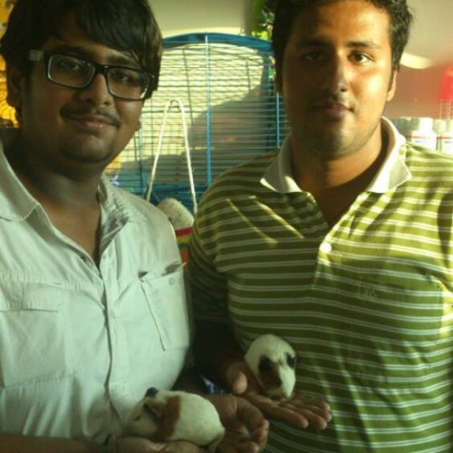 guinea pig for sale in delhi