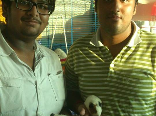 guinea pig for sale in delhi