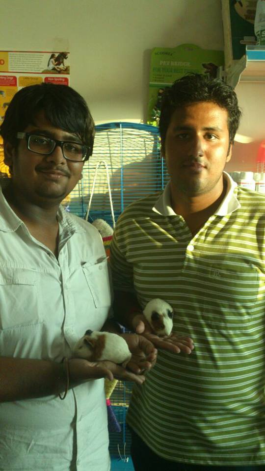 guinea pig for sale in delhi