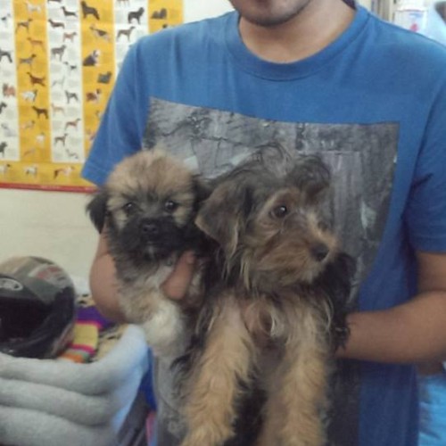 yorkshire terrier puppies for sale in delhi