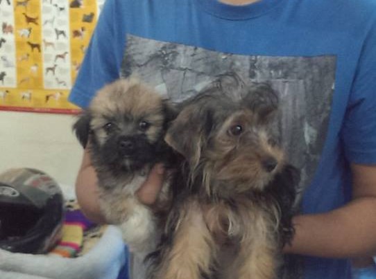 yorkshire terrier puppies for sale in delhi