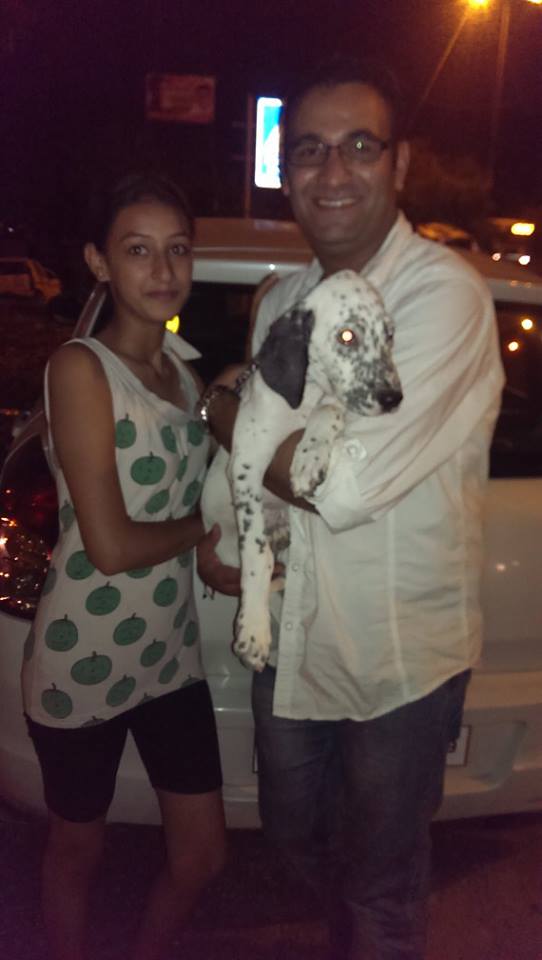 dalmatian puppies for sale in delhi ncr