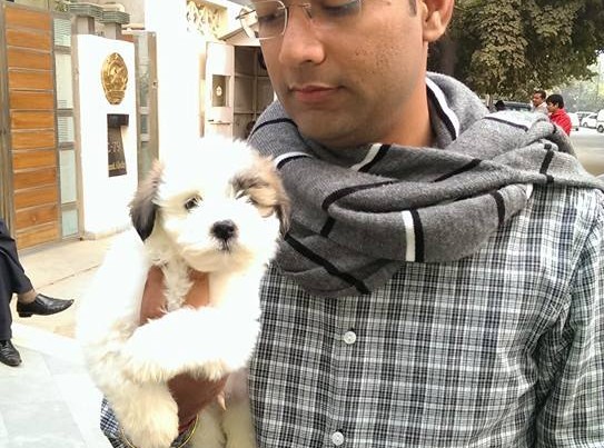 havanese puppies for sale in delhi ncr