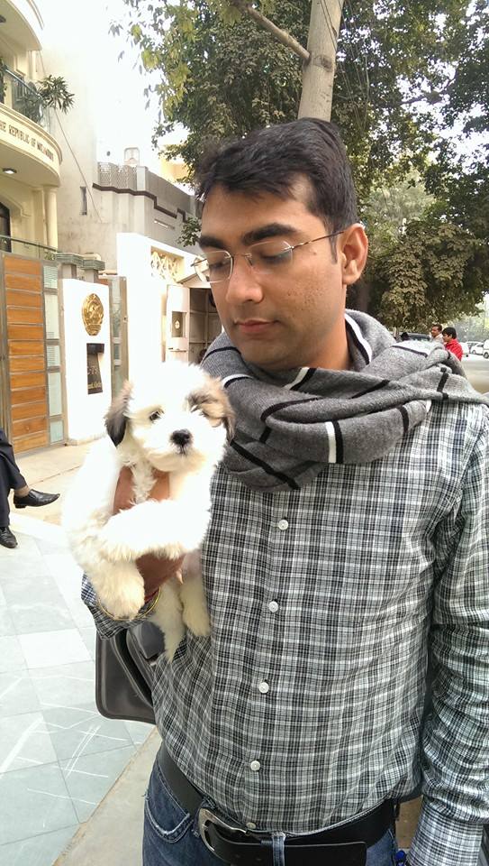 havanese puppies for sale in delhi ncr