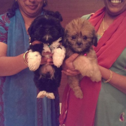 tri color coton de tulear puppies for sale in delhi ncr