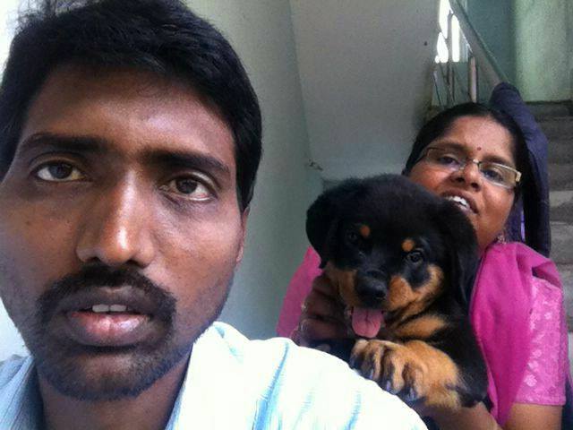 rottweiler male puppies for sale in mumbai