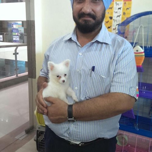 pom puppies for sale in delhi ncr