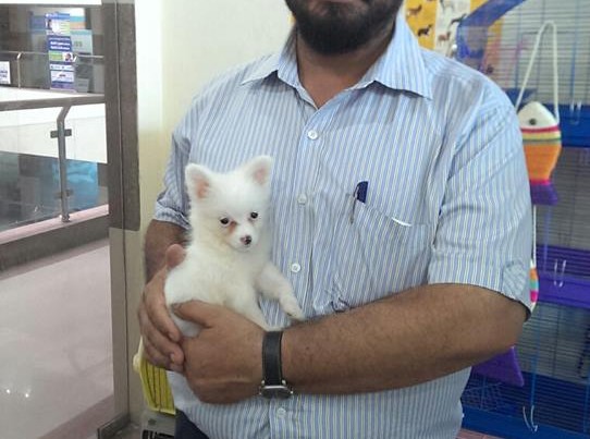 pom puppies for sale in delhi ncr