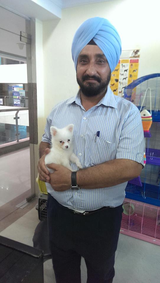 pom puppies for sale in delhi ncr