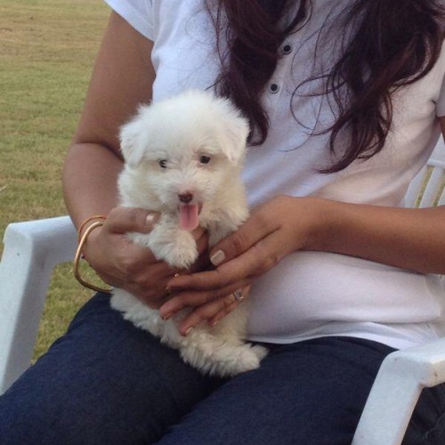 havanese puppies for sale in calcutta