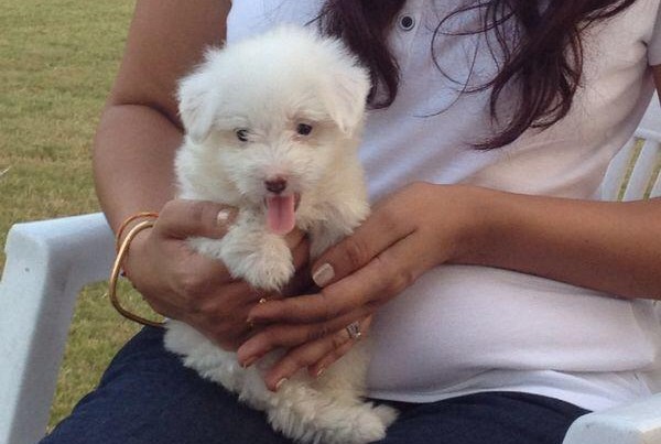 havanese puppies for sale in calcutta