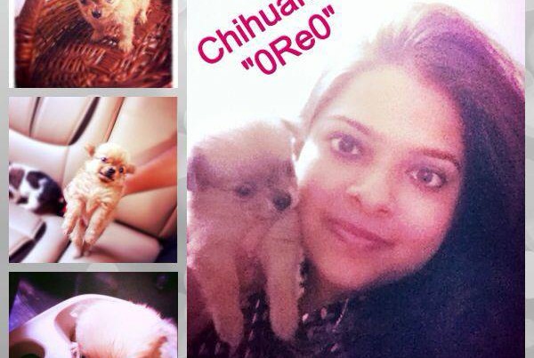 hairy chihuahua puppies for sale in delhi ncr
