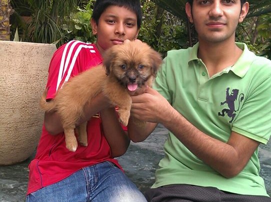 golden coton de tulear puppies for sale in delhi ncr