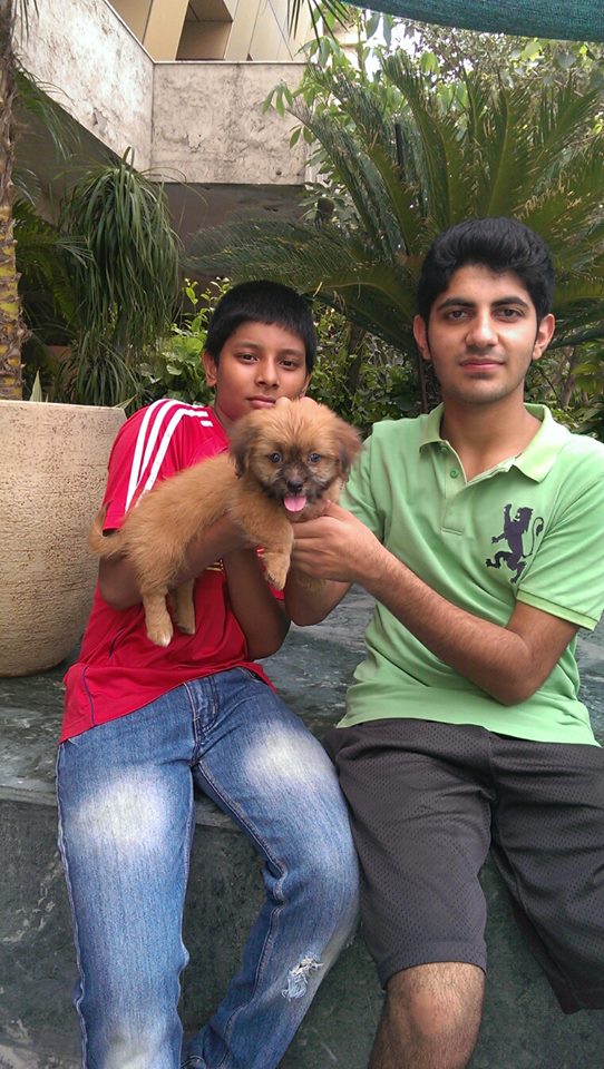 golden coton de tulear puppies for sale in delhi ncr