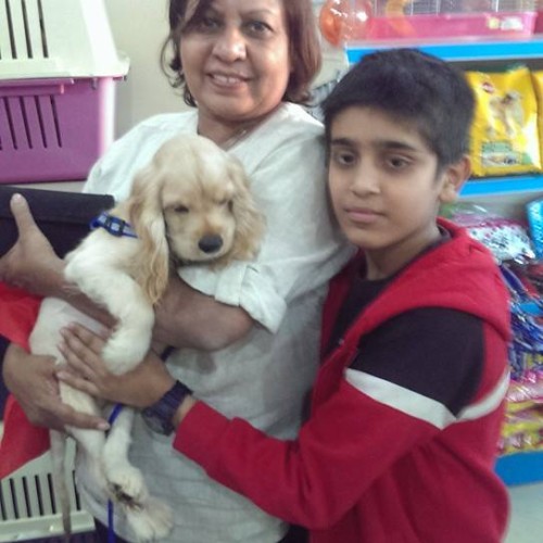 golden americn cocker spaniel puppies for sale in delhi ncr