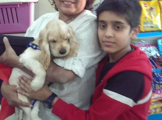 golden americn cocker spaniel puppies for sale in delhi ncr