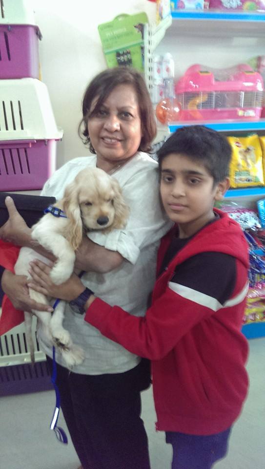 golden americn cocker spaniel puppies for sale in delhi ncr