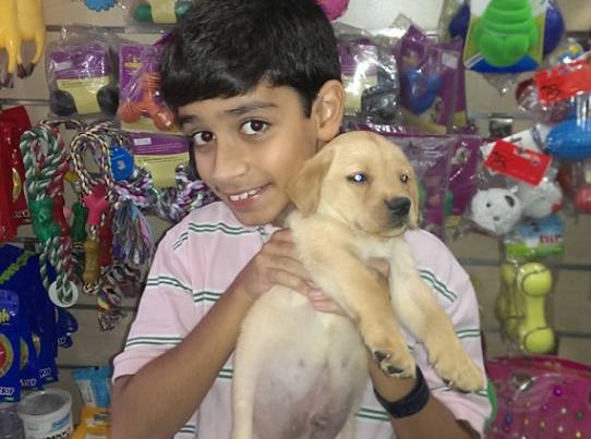 golden lab puppies for sale in delhi ncr