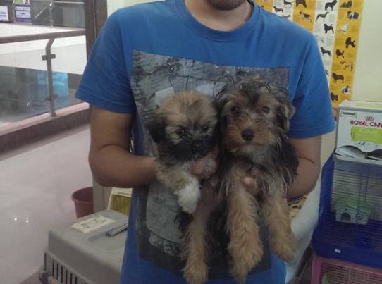 golden cavapoo puppies for sale in delhi ncr
