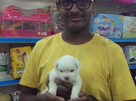 white coton de tulear puppies for sale in delhi ncr